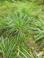 citronnelle dans le jardin photo