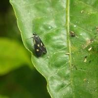 papillon noir sur la feuille photo