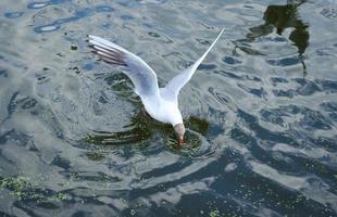la mouette mange quelque chose. l'oiseau a trouvé quelque chose dans l'eau. mouette sur l'eau. battement d'aile de mouette. mouettes sur l'étang. oiseau en mouvement. réflexion sur l'eau. photo
