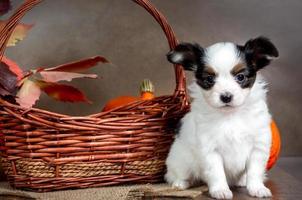 mignon chiot papillon dans un panier en osier avec des citrouilles orange et des feuilles d'automne photo