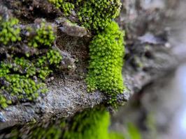 gratiola à feuilles ou hysope d'eau est une plante appartenant à la famille des scrophulariaceae c'est une succulente avec beaucoup de réserves de nourriture glabre ou une herbe rampante lisse et sans poils photo