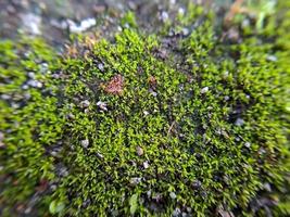 gratiola à feuilles ou hysope d'eau est une plante appartenant à la famille des scrophulariaceae c'est une succulente avec beaucoup de réserves de nourriture glabre ou une herbe rampante lisse et sans poils photo