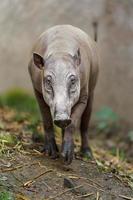 babiroussa au zoo photo