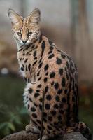 portrait de serval photo