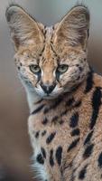 portrait de serval photo