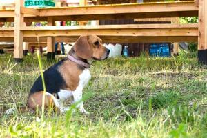 petit chien, chiot beagle assis et regardant triste sur l'herbe verte photo