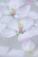 fleurs blanches flottant dans l'eau photo