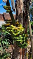 Fruit de banane vert jaunâtre sur un vieux bananier. production de bananes dans le jardin potager 05 photo