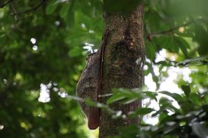 sunda colugo sur un arbre photo