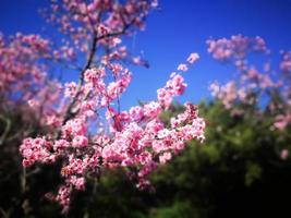 fleurs de sakura en fleurs roses avec un ciel bleu dans un jardin japonais. photo