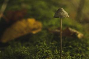 gros plan sur le champignon poussant sur la mousse. petit champignon dans la forêt d'automne photo