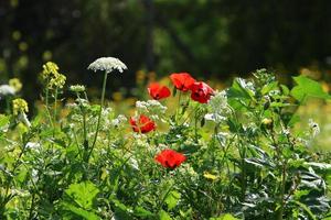 des fleurs d'anémones lumineuses ont fleuri dans une clairière. photo