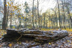 forêt fraîche fraîche et nature en hiver en allemagne. photo