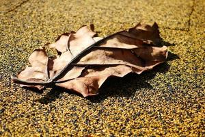 feuille brune sèche sur fond de bois photo