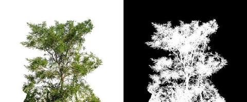 touffe d'herbe isolée sur fond blanc avec un tracé de détourage et un canal alpha photo