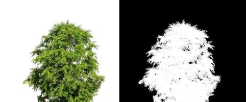 touffe d'herbe isolée sur fond blanc avec un tracé de détourage et un canal alpha photo
