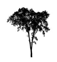 silhouette d'arbre pour pinceau sur fond blanc photo