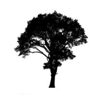 silhouette d'arbre pour pinceau sur fond blanc photo