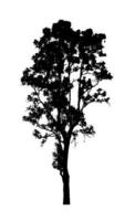 silhouette d'arbre pour pinceau sur fond blanc photo