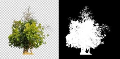 arbre isolé sur fond transparent avec chemin de détourage et canal alpha photo