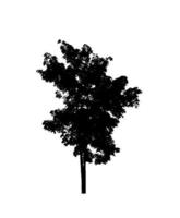 silhouette d'arbre isolé pour pinceau sur fond blanc photo