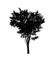 silhouette d'arbre pour pinceau sur fond blanc photo