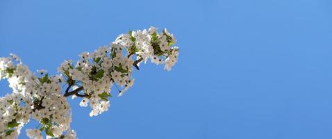 branche de fleurs blanches épanouies de prunier cerisier au début du printemps. incroyable bannière de printemps floral naturel ou carte de voeux, carte postale, affiche. mise au point sélective photo