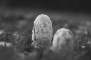 un groupe de jeunes chardon huppé en blanc noir pris, poussant dans un pré. caché entre l'herbe. photo nature de la forêt