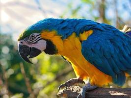 portrait d'un ara jaune sur une branche. l'oiseau perroquet est une espèce en voie de disparition photo