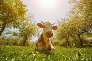 la vache se trouve sur un pré vert dans un jardin de pommiers, journée ensoleillée. fermer photo