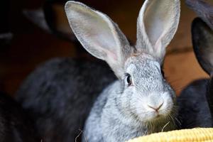 lapins gris et noirs mangeant des épis de maïs, gros plan photo