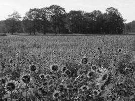 tournesols en westphalie photo