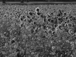 tournesols en westphalie photo