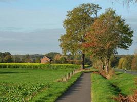 tournesols en westphalie photo