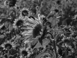 tournesols en westphalie photo