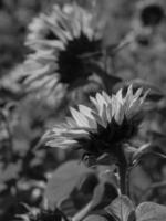 tournesols en westphalie photo