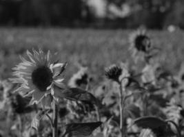 tournesols en westphalie photo