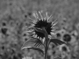 tournesols en westphalie photo