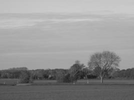 tournesols en westphalie photo