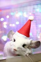 chinchilla blanc mignon avec chapeau rouge du père noël sur fond de décorations de noël et de lumières de noël. petit père noël pelucheux. concept d'hiver et cadeaux pour animaux de compagnie du nouvel an. photo