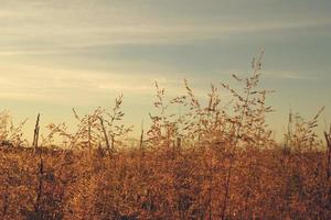 paysage avec de l'herbe jaune au lever du soleil tôt le matin d'automne. photo