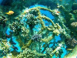 récif de corail et plantes aquatiques dans la mer rouge, eilat israël photo