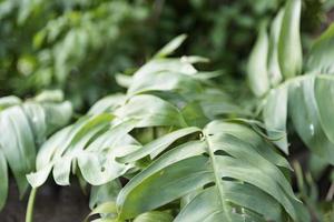 philodendron xanadu. est une plante tropicale qui peut être plantée dans des environnements chauds et humides, entretien relativement facile. photo