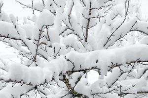 neige blanche sur la branche d'arbre