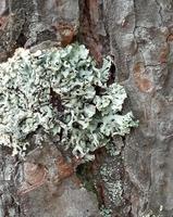 lichen sur l'écorce des arbres. parmelia sulcata. photo