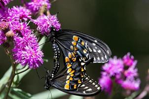 accouplement de papillons machaon noir