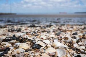 de nombreux coquillages différents au bord de la mer dans le sable photo