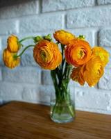 fleurs de renoncule jaune photo
