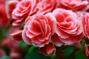 gros plan rose fée rose dans jardin photo