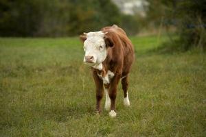 une jeune vache tachetée dans un champ vert photo